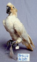葵花鳳頭鸚鵡藏品圖，第3張